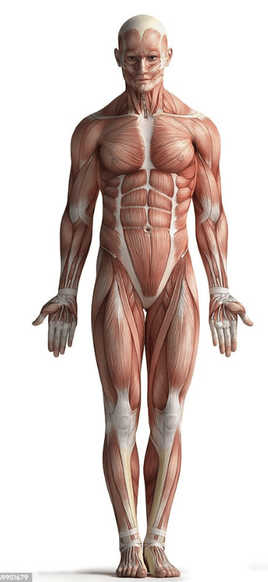 Select the area of pain